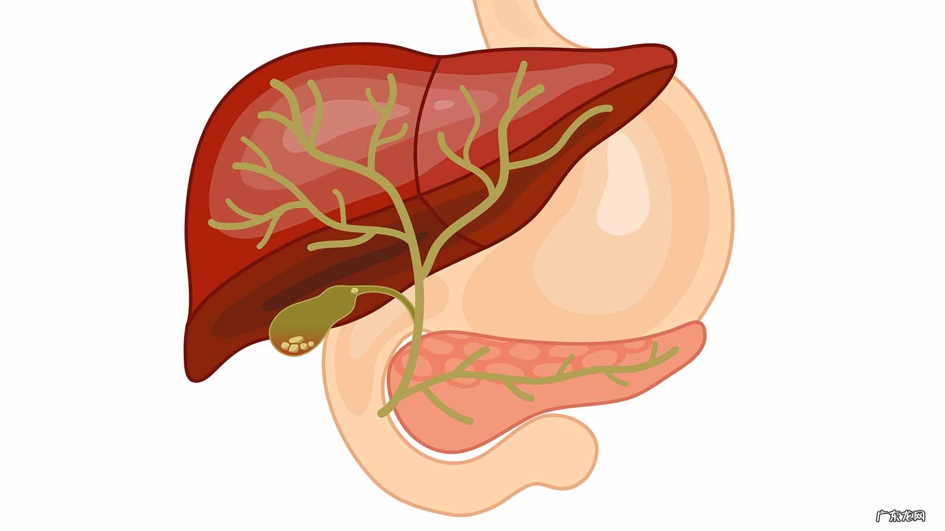 孕初期碱性磷酸酶偏低 孕妇碱性磷酸酶偏低的原因