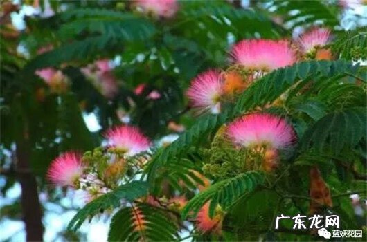 合欢花有什么作用和功效 合欢花的主要功效