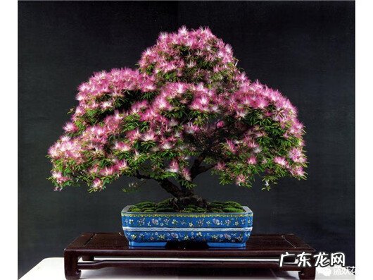 合欢花有什么作用和功效 合欢花的主要功效