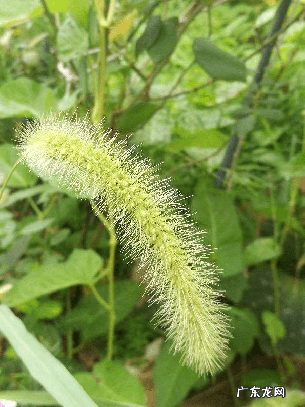 什么属相养花养什么花好 属相养花的什么属相养什么样的花