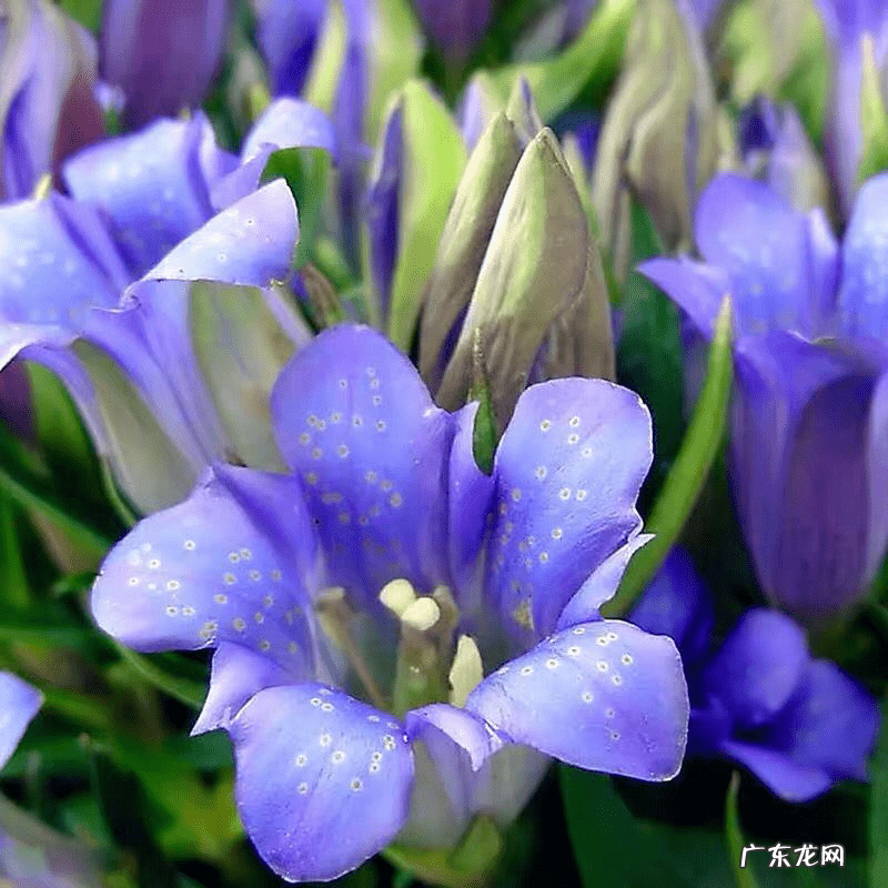 什么属相养花养什么花好 属相养花的什么属相养什么样的花