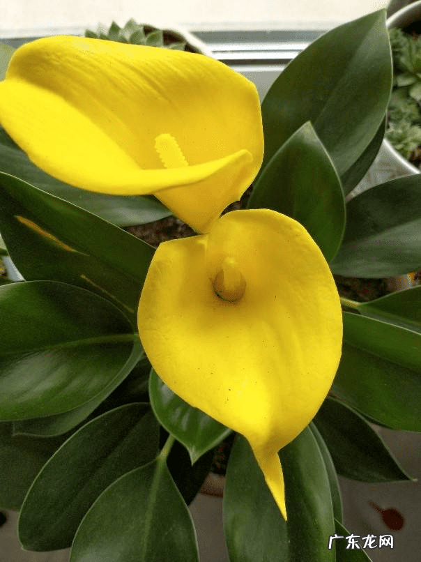 什么属相养花养什么花好 属相养花的什么属相养什么样的花