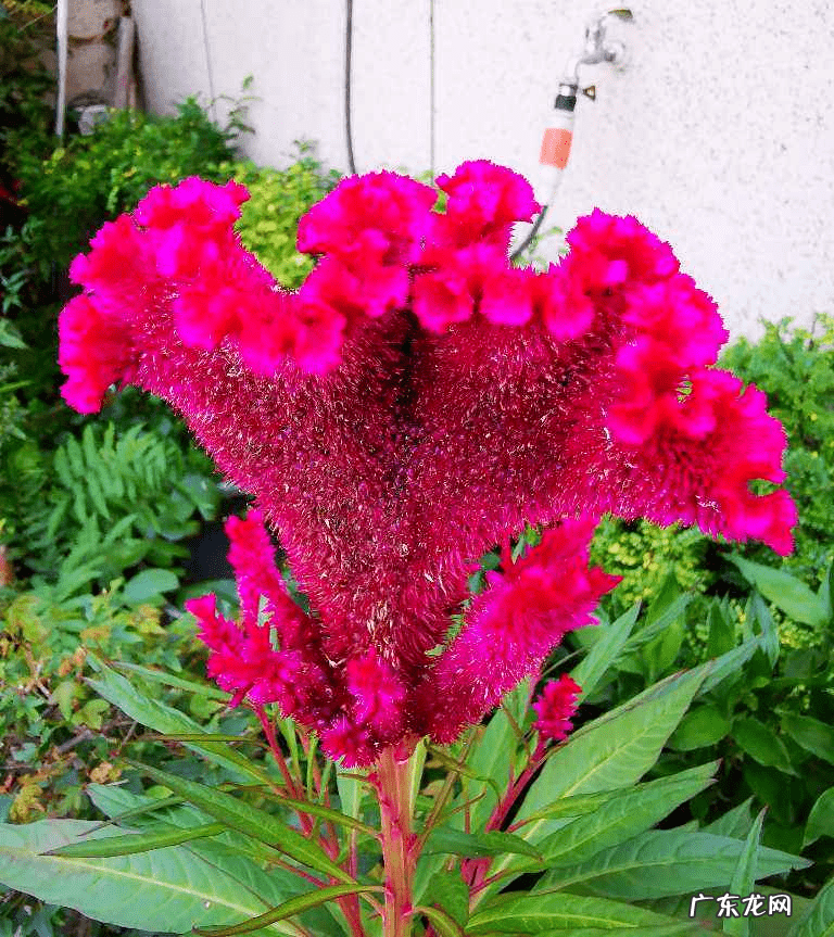 什么属相养花养什么花好 属相养花的什么属相养什么样的花