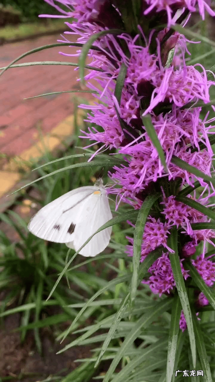 什么属相养花养什么花好 属相养花的什么属相养什么样的花