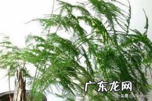 教师节适宜送什么花？