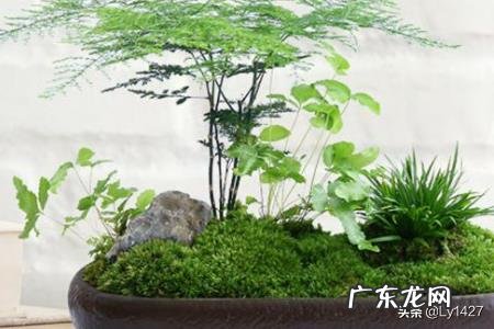 教师节适宜送什么花？