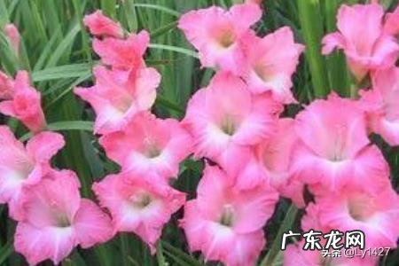 教师节适宜送什么花？
