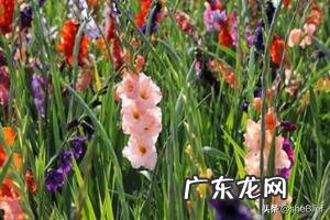 教师节适宜送什么花？