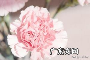 教师节适宜送什么花？