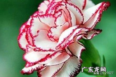 教师节适宜送什么花？
