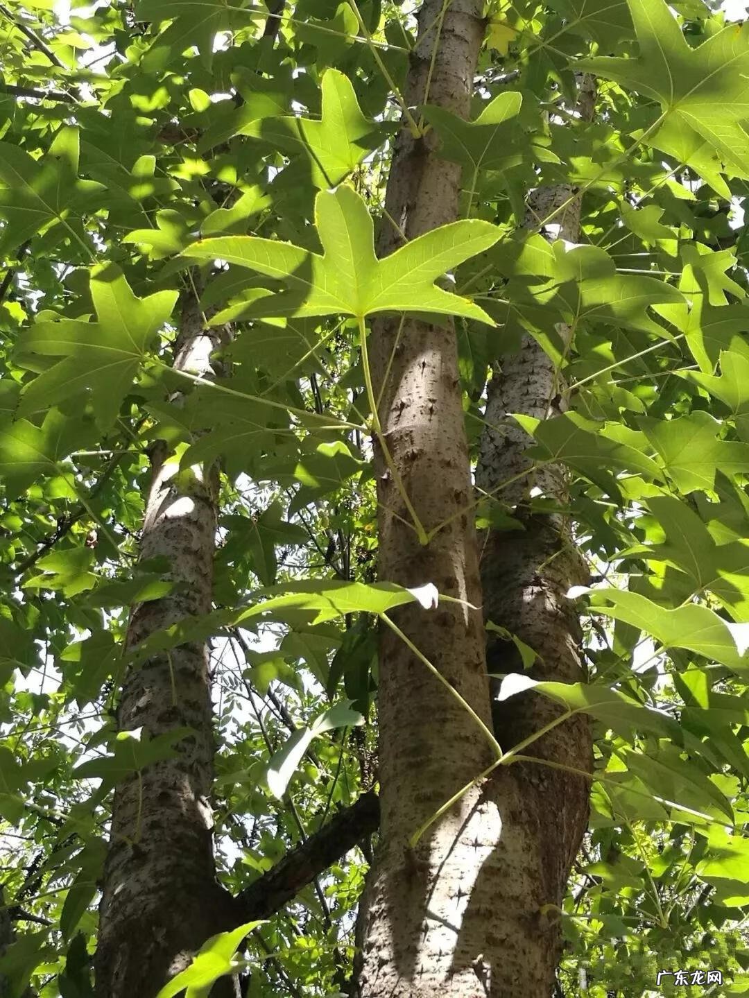 刺楸树有什么用途 刺楸是什么树