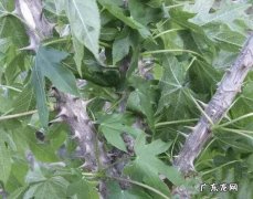 刺楸树有什么用途 刺楸是什么树