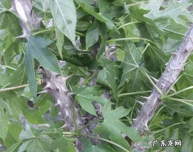 刺楸树有什么用途 刺楸是什么树