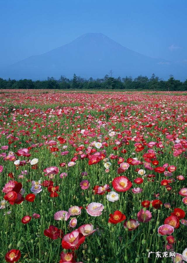 楚汉争霸电影完整版 楚汉争霸的故事