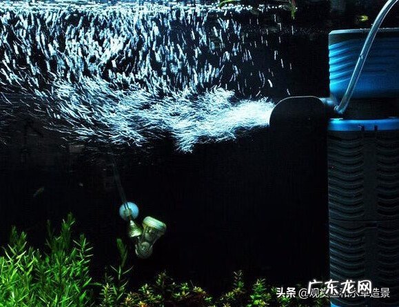 养鱼条数风水 鱼条数的风水作用