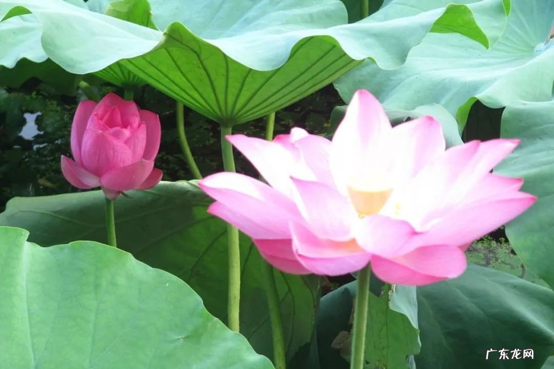 小池古诗的意思?