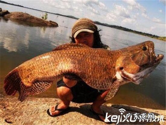 食人鱼的祖先 超大食人鱼