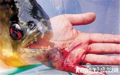 食人鱼的祖先 超大食人鱼