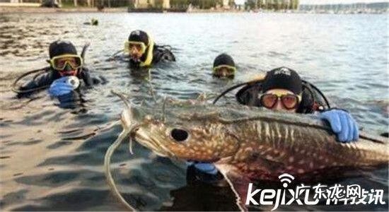 食人鱼的祖先 超大食人鱼