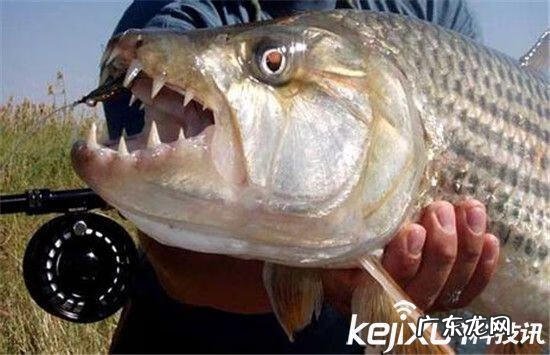 食人鱼的祖先 超大食人鱼