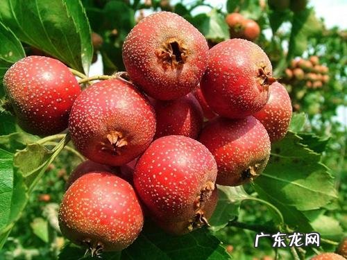 西瓜用英语怎么说 西瓜的英语叫什么