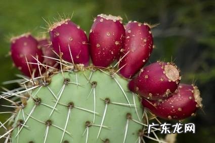 西瓜用英语怎么说 西瓜的英语叫什么