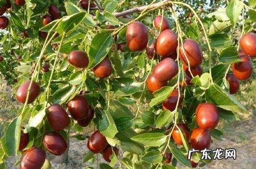 西瓜用英语怎么说 西瓜的英语叫什么