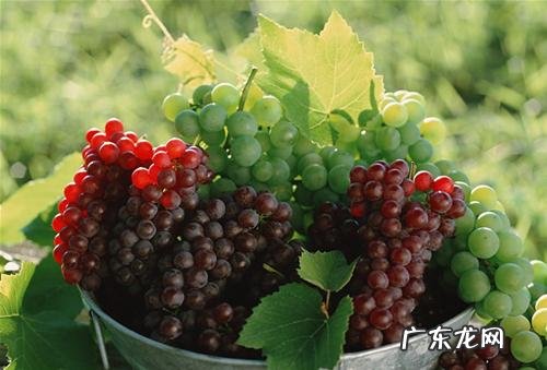 西瓜用英语怎么说 西瓜的英语叫什么