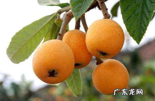 西瓜用英语怎么说 西瓜的英语叫什么