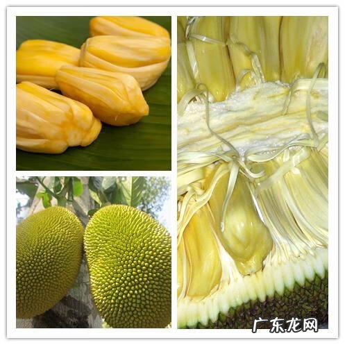 西瓜用英语怎么说 西瓜的英语叫什么