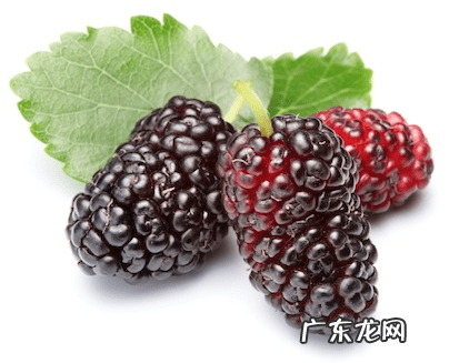 西瓜用英语怎么说 西瓜的英语叫什么