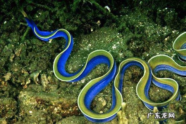 五彩鳗价格 五彩鳗和七彩鳗有什么不同