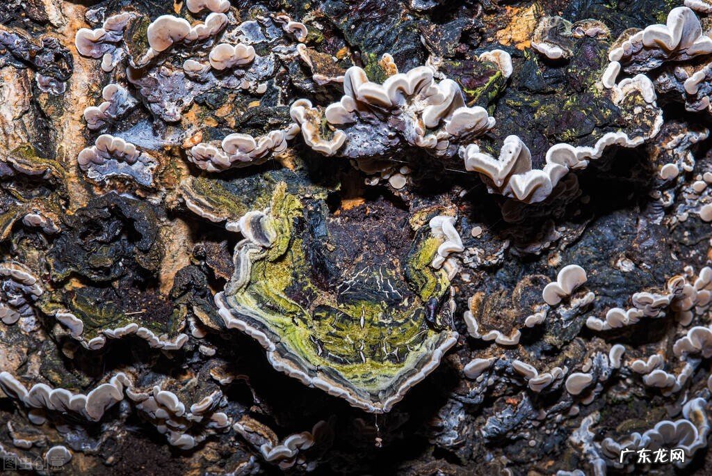 怎么判断木耳已黑 黑木耳是什么意思