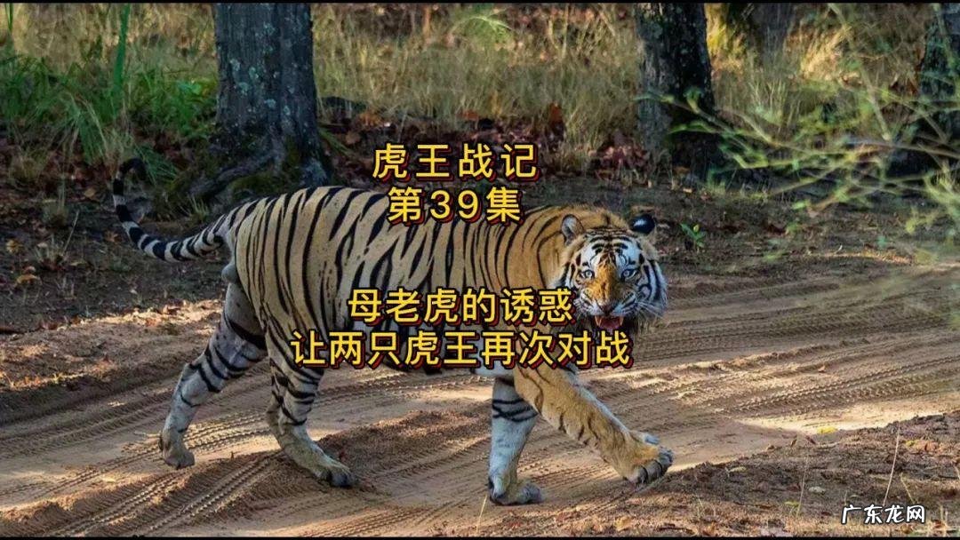 虎形风水宝地图片大全 虎形状风水宝地图片