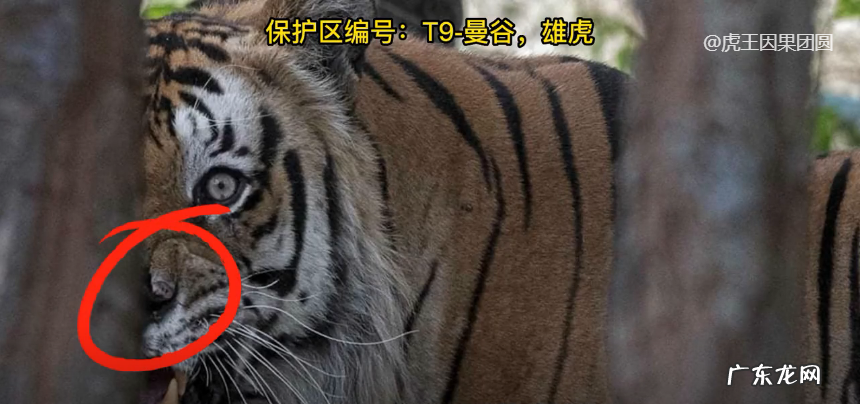 虎形风水宝地图片大全 虎形状风水宝地图片