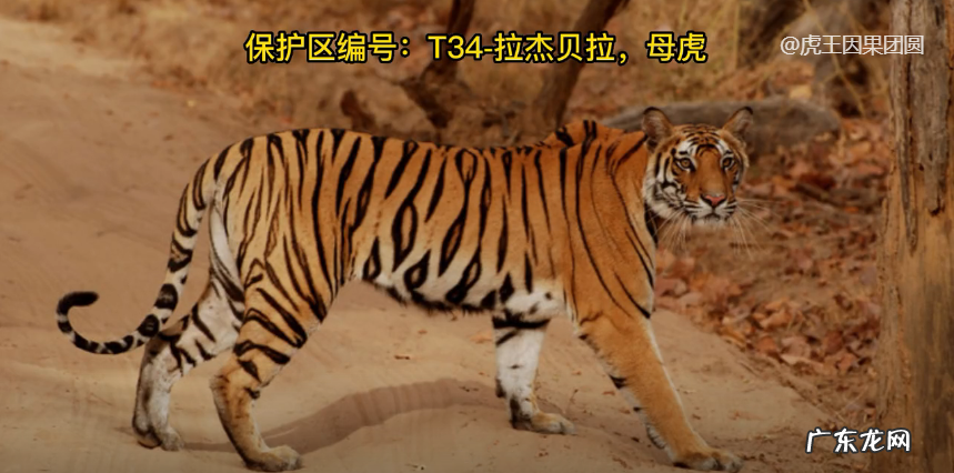 虎形风水宝地图片大全 虎形状风水宝地图片