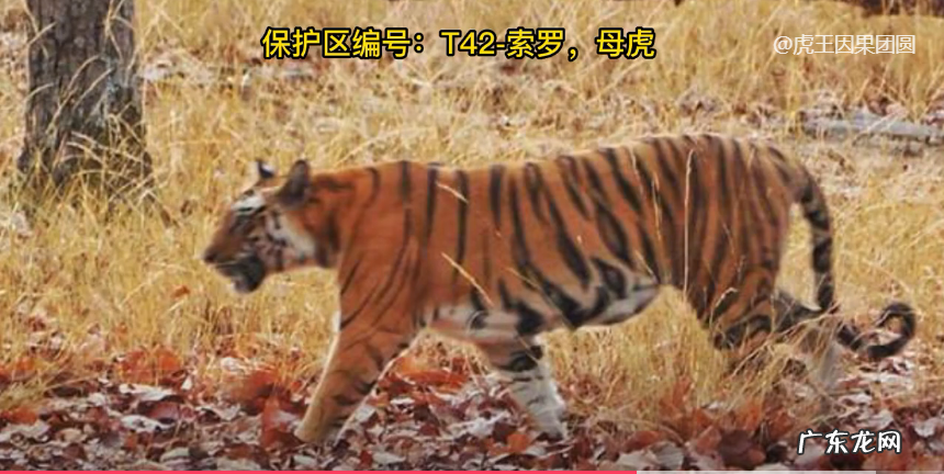 虎形风水宝地图片大全 虎形状风水宝地图片