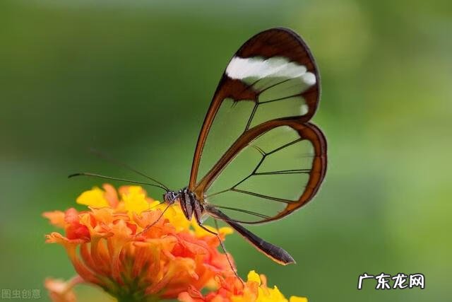 唯一的守护 最后的守护
