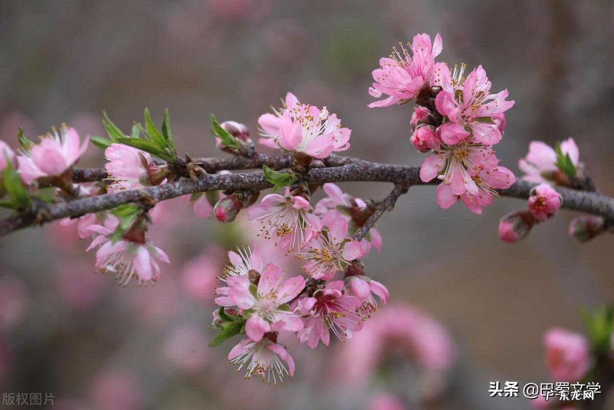 幼儿园广播稿小故事 幼儿园广播稿经典范文春天