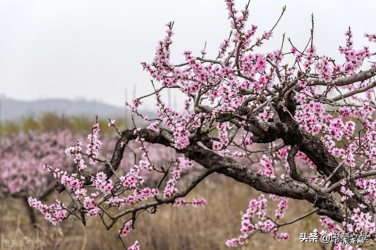 幼儿园广播稿小故事 幼儿园广播稿经典范文春天