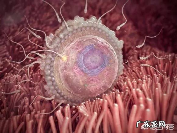 怀孕到分娩要经过几个环节？