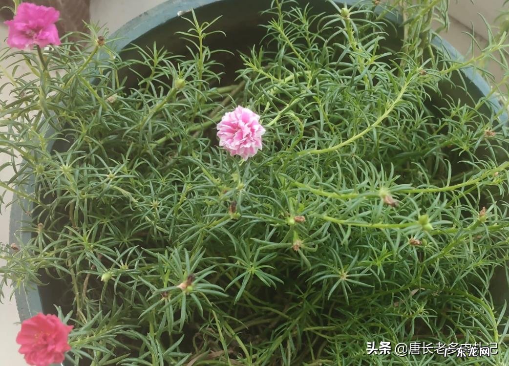 我买的太阳花开的花又小又少,是买的花苗不对?还是缺水缺肥了?