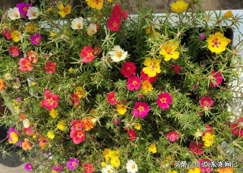 我买的太阳花开的花又小又少,是买的花苗不对?还是缺水缺肥了?