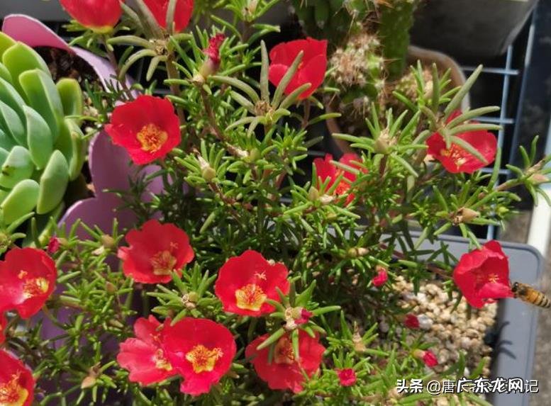 我买的太阳花开的花又小又少,是买的花苗不对?还是缺水缺肥了?