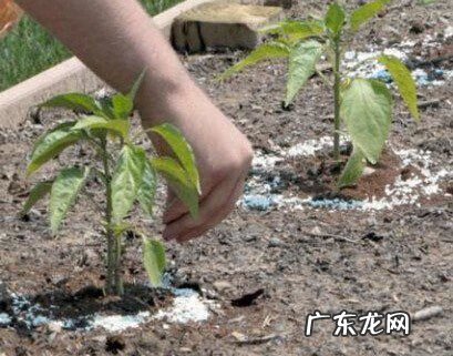 请问鸡蛋壳有什么用处 鸡蛋壳有什么用处呢