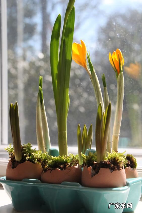 请问鸡蛋壳有什么用处 鸡蛋壳有什么用处呢