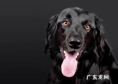 家里有黑狗好不好呢 黑狗在风水上有啥讲究