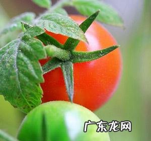 美白食物排行榜10强 美白的食物有哪些