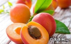 新鲜杏子的功效与作用 杏子的营养价值及功效