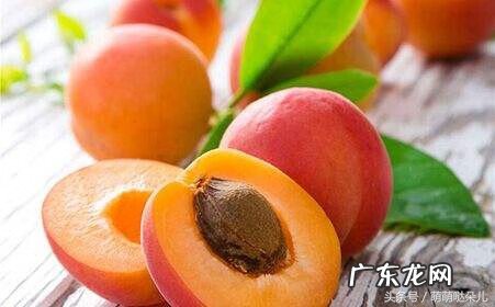 新鲜杏子的功效与作用 杏子的营养价值及功效